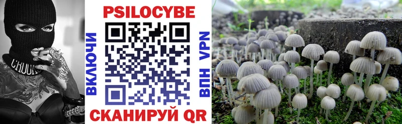 Галлюциногенные грибы Psilocybe  как найти наркотики  Подпорожье 